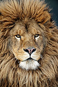 LNS 01 WF0001 01
Portrait Of Male Barbary Lion