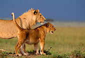 LNS 01 DB0001 01
African Lion Male And Cub In Pasture Africa