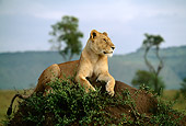 LNS 01 DB0002 01
Portrait Of Lioness Laying On Earth Mound Africa