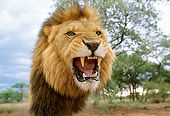 LNS 01 DB0007 01
Head Shot Of Male Lion Roaring Africa