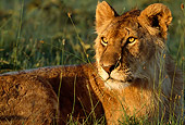 LNS 01 DB0014 01
Portrait Close Up Of Young Male Lion Laying In Grass Africa