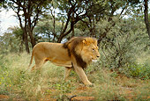 LNS 01 DB0018 01
Male Lion Walking In Scrub Near Trees Africa