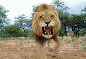 LNS 01 DB0024 01
Male African Lion Snarling Head On
