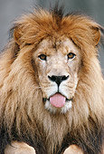 LNS 01 GR0001 01
Head Shot Of Male Lion Sticking Out Tongue
