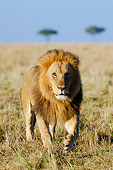 LNS 01 NE0002 01
African Male Lion Approaching Camera On Savanna Kenya