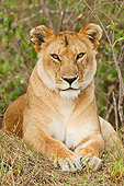 LNS 01 NE0004 01
African Lion Laying On Grass Kenya