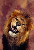 LNS 01 RK0007 28
Close Up Head Shot Of Fierce Lion Snarling Facing Camera