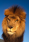 LNS 01 RK0008 13
Wide Angle Head Shot Of Lion
