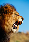 LNS 01 RK0036 23
Head Shot Of Lion Growling Blue Sky