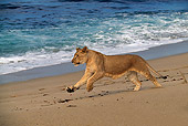LNS 01 RK0038 01
Profile Shot Of Female Lion Running On Beach