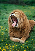 LNS 01 RK0073 06
Male Lion Laying On Grass With Mouth Open Yawning