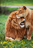 LNS 01 RK0079 04
Male And Female Lion Snuggling Together On Grass