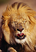 LNS 01 RK0104 01
Humorous Head Shot Of Male Lion With Tongue Out