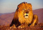 LNS 01 RK0131 07
Head Shot Of Male Lion Laying On Dirt