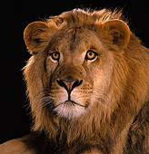 LNS 01 RK0153 02
Head Shot Of Lion Facing Camera Studio Background