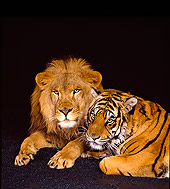 LNS 01 RK0154 04
Lion And Tiger Laying Together Studio