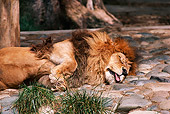 LNS 01 RK0155 02
Male Lion Sleeping