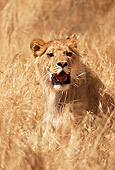 LNS 01 RK0223 03
Head Shot Of Female Lion Laying In Tall Dry Grass Facing Camera