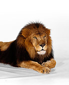 LNS 01 RK0224 01
Shoulder Shot Of African Male Lion Laying On White Seamless