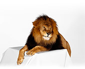 LNS 01 RK0231 15
Head Shot Of African Male Lion Laying On Table On White Seamless