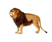 LNS 01 RK0234 01
Profile Full Body Shot Of African Male Lion On Box White Seamless