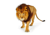 LNS 01 RK0249 08
African Male Lion Standing On White Seamless