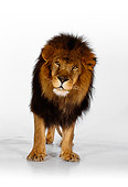 LNS 01 RK0258 01
African Male Lion Standing On White Seamless