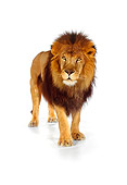 LNS 01 RK0258 10
African Male Lion Standing On White Seamless