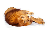 LNS 01 RK0266 01
African Male Lion Laying On Side Looking At Camera On White Seamless