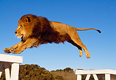 LNS 01 RK0271 16
African Male Lion Landing From Jump Blue Sky