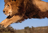 LNS 01 RK0272 26
Head Shot Of African Male Lion Leaping Blue Sky