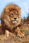 LNS 01 RK0321 06
Head Shot Of African Male Lion Laying On Dry Flowers Blue Sky Facing Camera