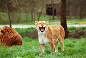 LNS 01 RK0341 03
Female Lion Growling With Male Laying On Grass