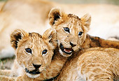 LNS 02 DB0010 01
Close-Up Of Two African Lion Cubs Wrestling
