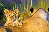 LNS 02 MC0001 01
Close-Up Of African Lion Female With Cub On Back Kenya