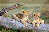 LNS 02 MC0002 01
African Lion Cubs Resting On Log Kenya
