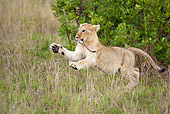 LNS 02 MC0003 01
African Lion Cub Playing With Stick Kenya