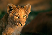LNS 02 DB0002 01
Head Shot Of African Lion Cub Africa