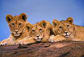 LNS 02 DB0003 01
African Lion Cubs Resting On Rock Africa