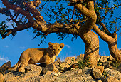 LNS 02 DB0006 01
African Lion Cub In African Habitat Africa