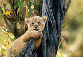 LNS 02 DB0008 01
African Lion Cub Sitting In Tree Grabbing And Biting Branch