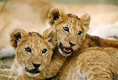 LNS 02 DB0010 01
Close-Up Of Two African Lion Cubs Wrestling