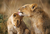 LNS 02 DB0011 01
African Lioness Licking Cub Sitting On Savanna