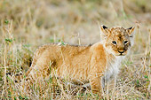 LNS 02 NE0005 01
African Lion Cub Walking In Grass Kenya