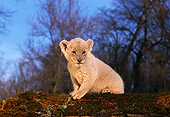 LNS 02 RK0041 08
White Lion Sitting On Molded Tree Trunk Facing Camera Trees In Background