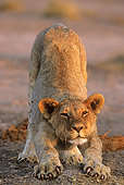 LNS 02 SM0001 01
African Lion Cub Stretching