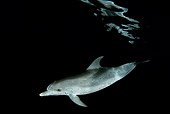 MAM 03 JM0093 01
Atlantic Spotted Dolphin Swimming In Ocean At Night Bahamas