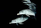 MAM 03 JM0096 01
Atlantic Spotted Dolphins Swimming In Ocean At Night Bahamas