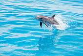 MAM 03 JM0110 01
Atlantic Spotted Dolphin Leaping Out Of Ocean Bahamas