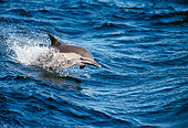 MAM 03 MC0001 01
Common Dolphin Riding Waves In Sea Of Cortez Mexico